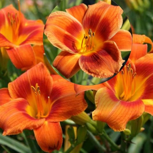 Hemerocallis 'Holiday Delight' - Päevaliilia 'Holiday Delight' P9/0,55L 